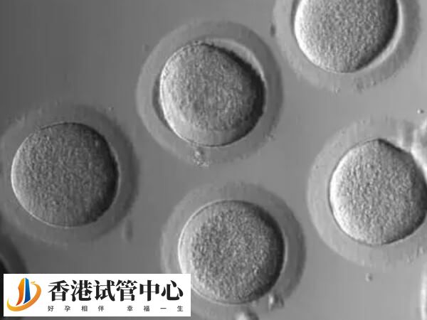 卵子质量是影响最晚着床时间的因素