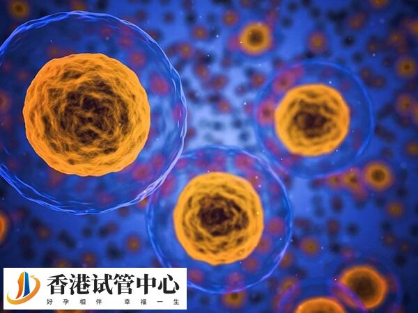 一级8细胞和二级6细胞哪个好